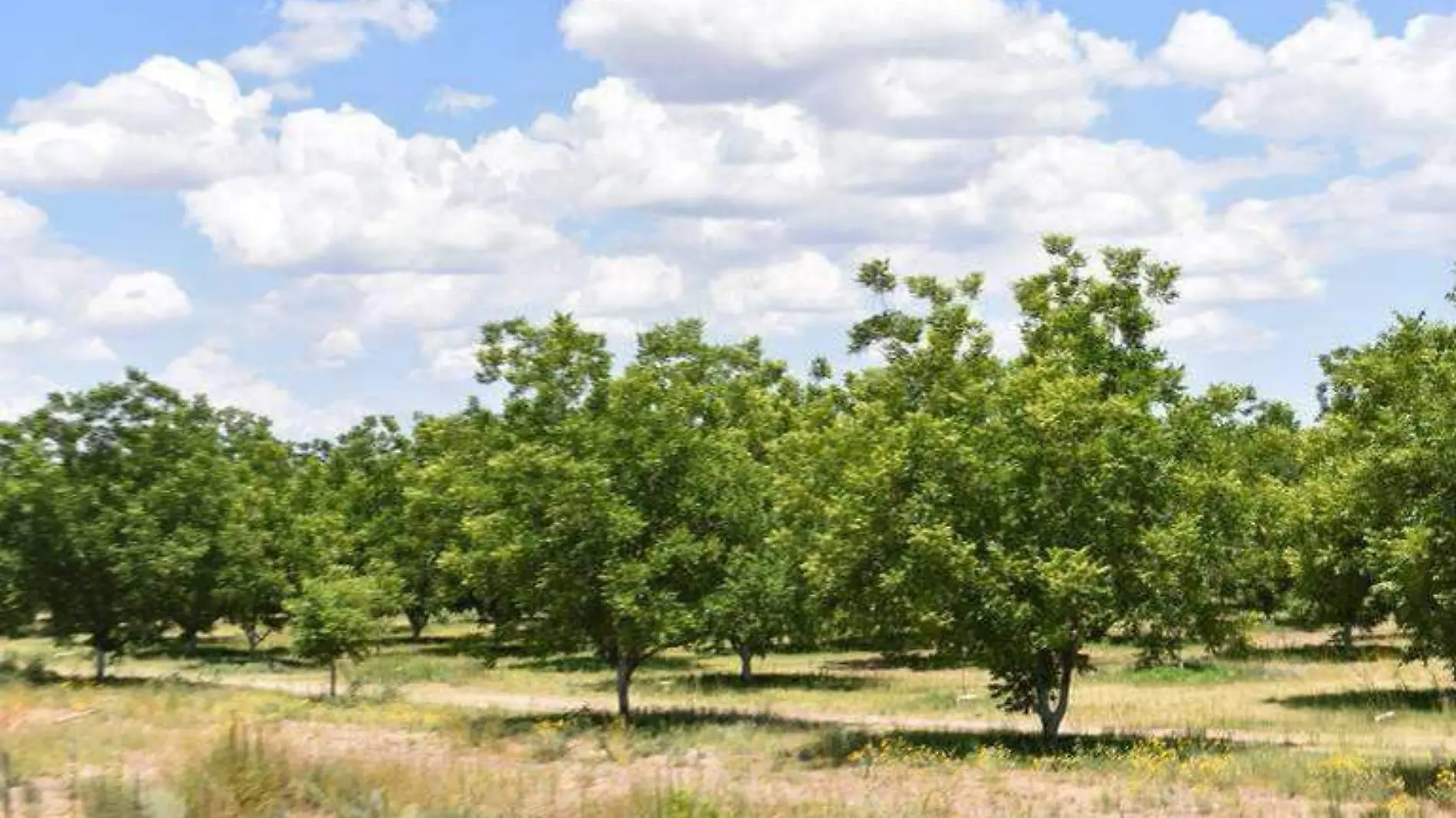 Nogalitos Gorki 1